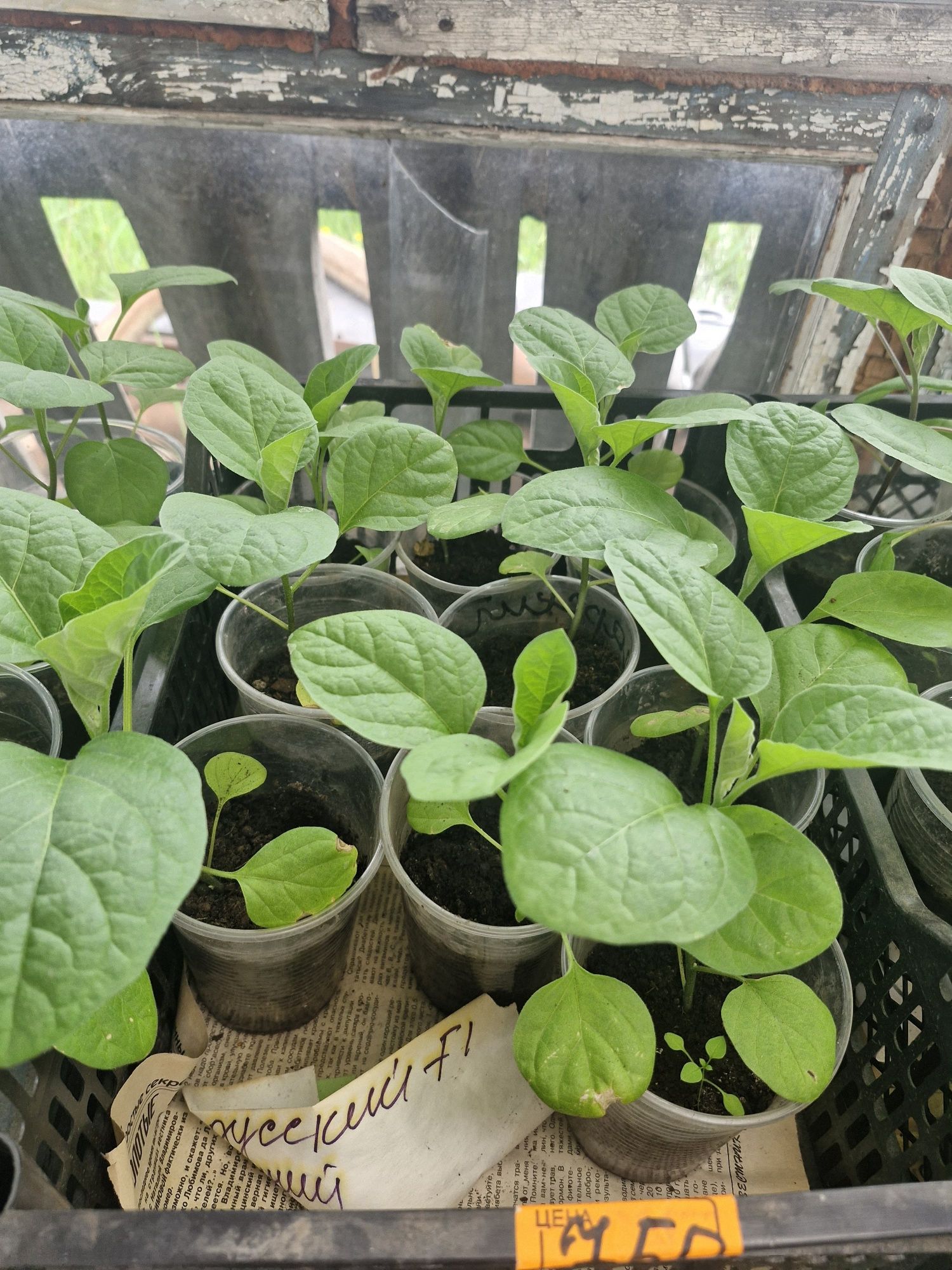 Продам рассаду баклажан