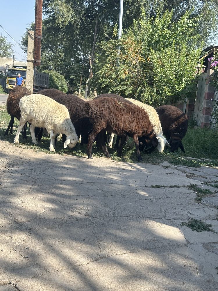 Продам жирных баран !