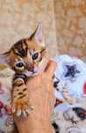 Котята бенгальские от привозных родителей