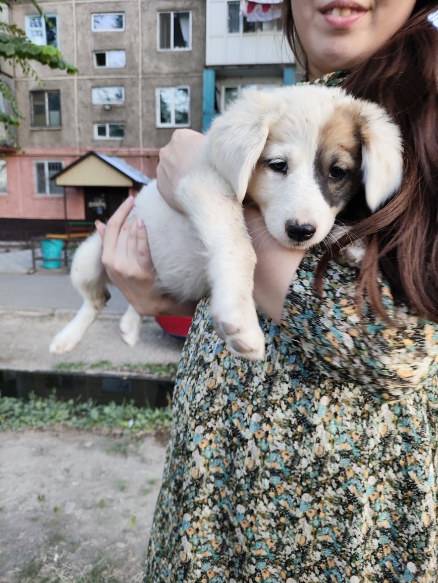 Щенок девочка в надёжные руки
