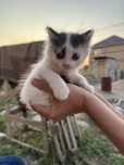 котёнок мальчик