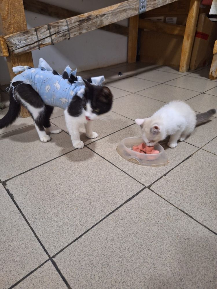 Отдам кошку в хорошие руки