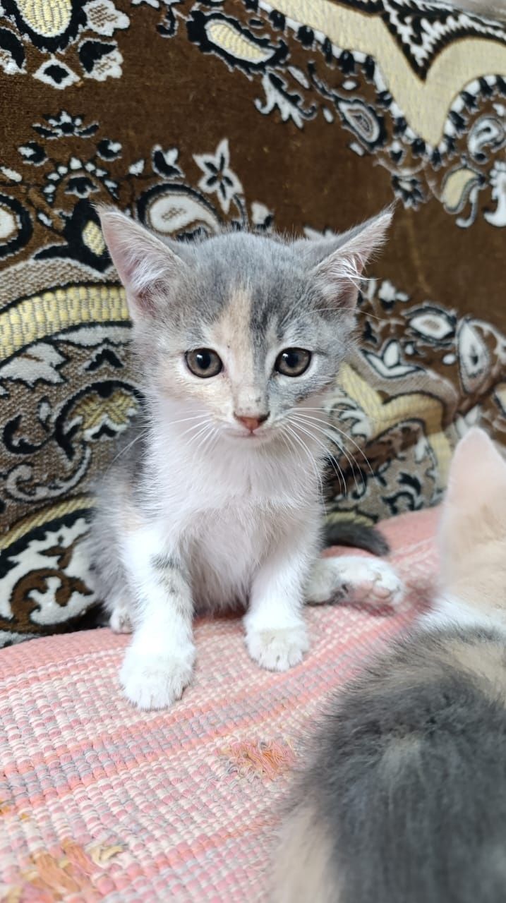 Отдам котят в добрые руки