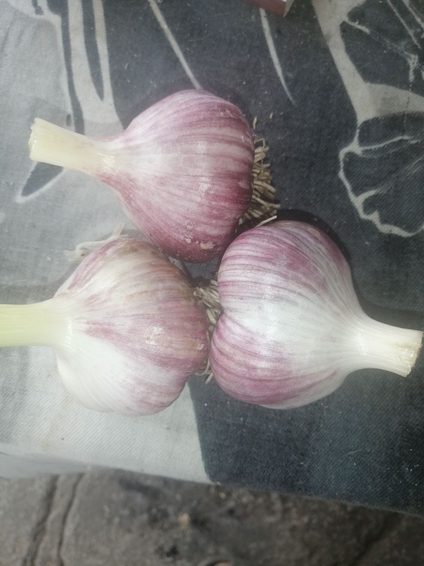 Продам чеснок домашний.