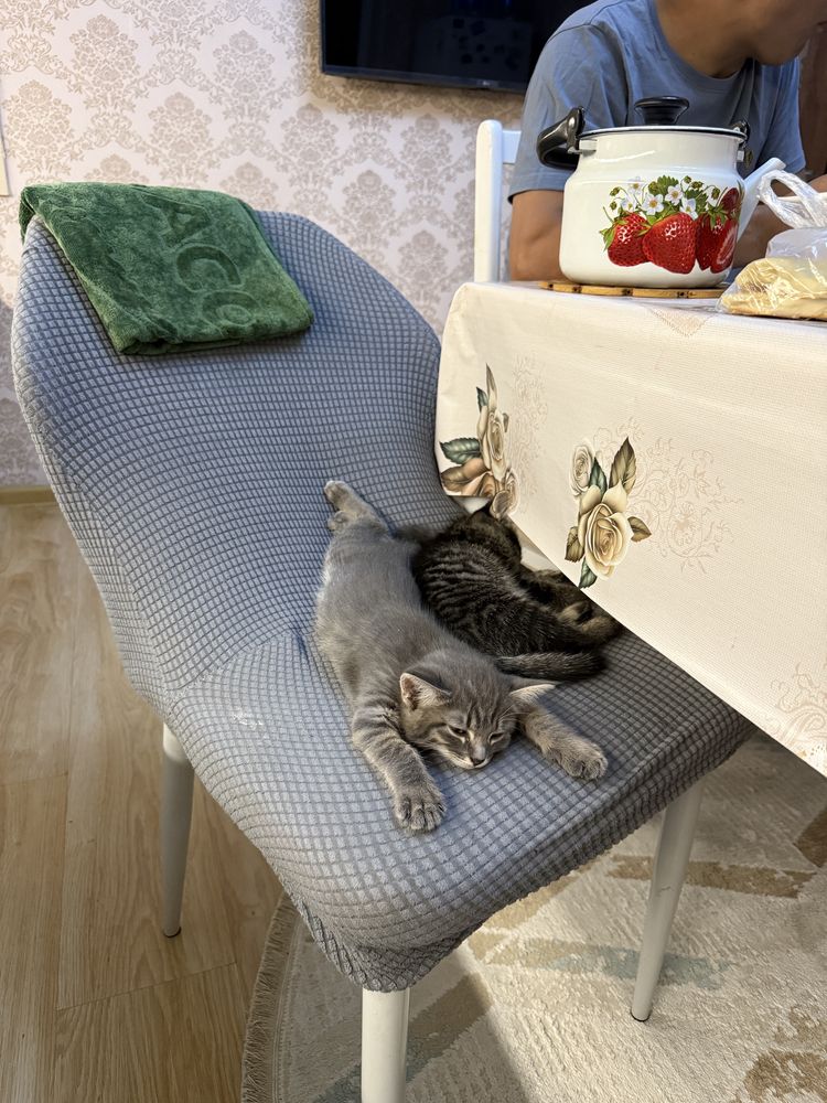 Домашные котяты отдам в хорошие руки