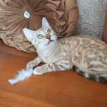Снежные бенгальские леопардики. SNOW BENGAL