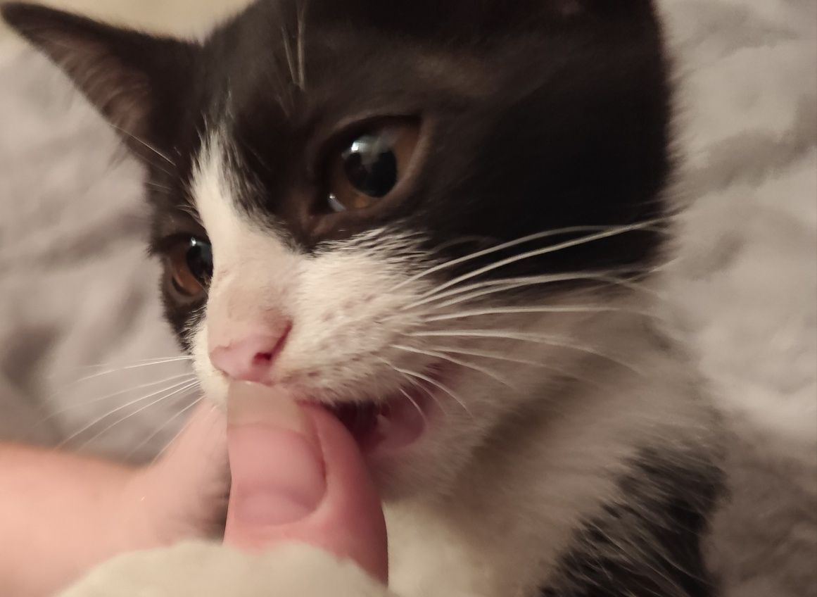 Котенок мальчик ищет дом 3 месяца