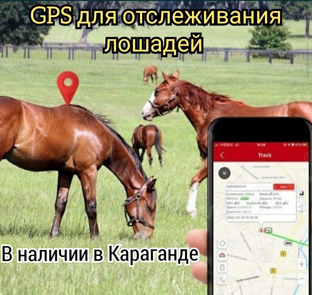 GPS ЖПС Трекер для лошадей коров слежка маяк ремень Жылкыга малдарга