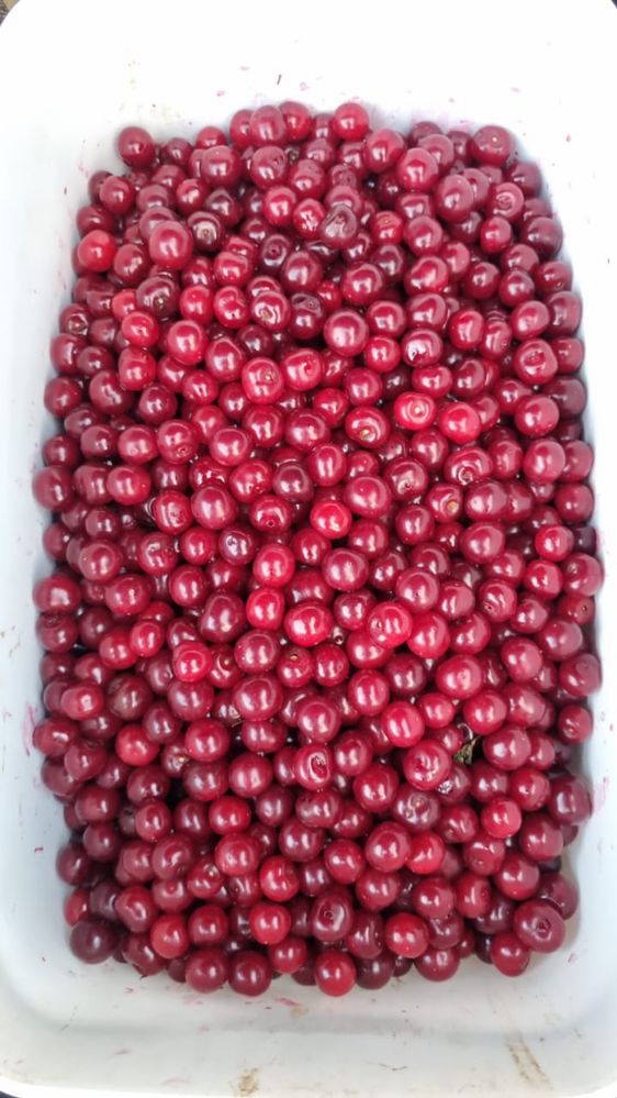 Вишня дачная, спелая