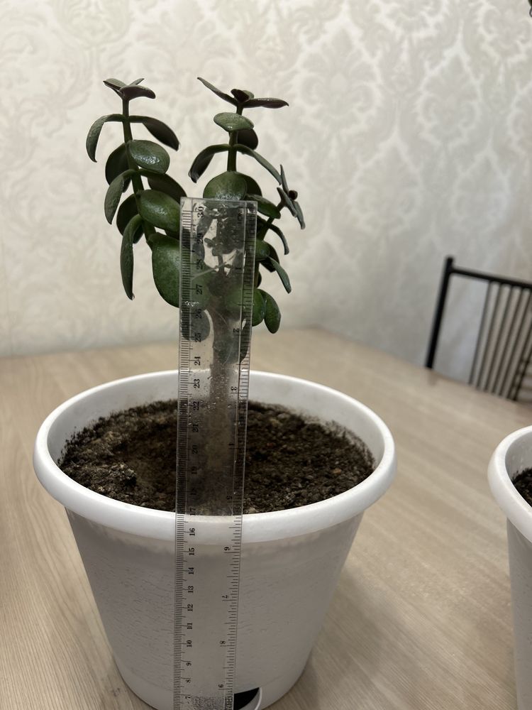 Продам денежное дерево