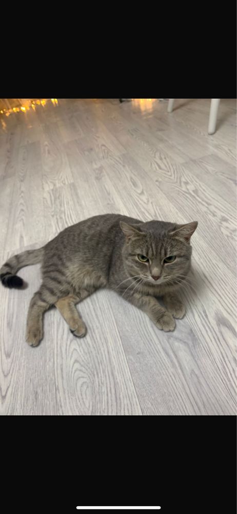 Отдадим кота в хорошие руки