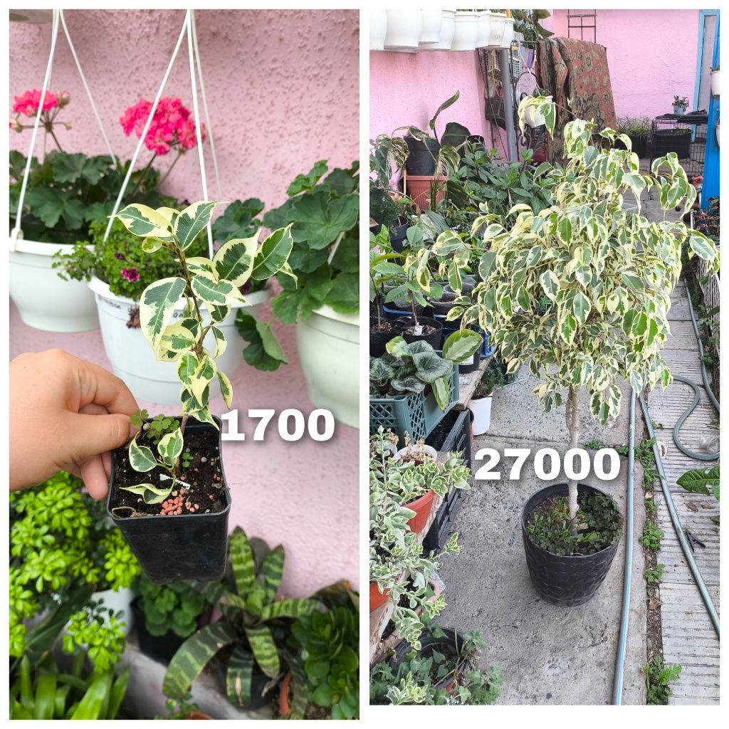 Непентес мухоловка