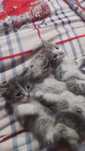 Отдам котят 1.5 месяца