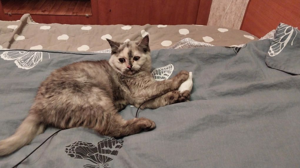 Отдам в добрые руки кошечку подростка  восьмимесячную.