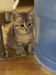 Отдам котёнка девочка