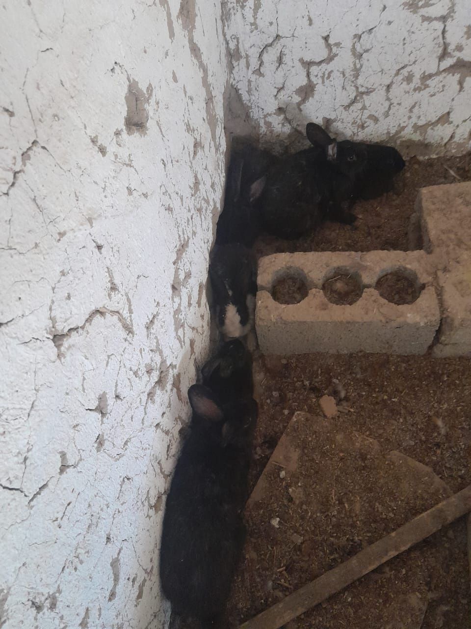 Кояндар сатылады