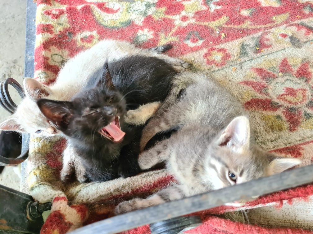 Котята в добрые руки 1 месяц от роду