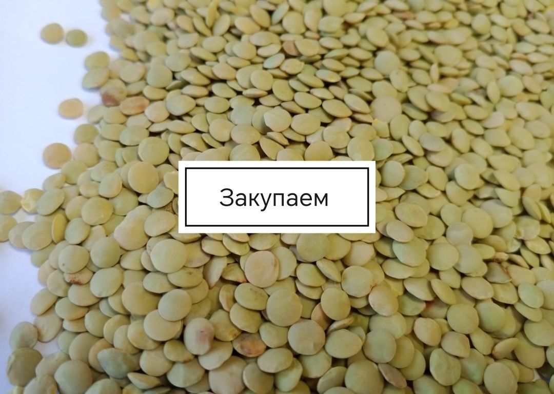Закупаем чечевицу Красную, Зелёную, Сафлор, Пшеницу и Ячмень!
