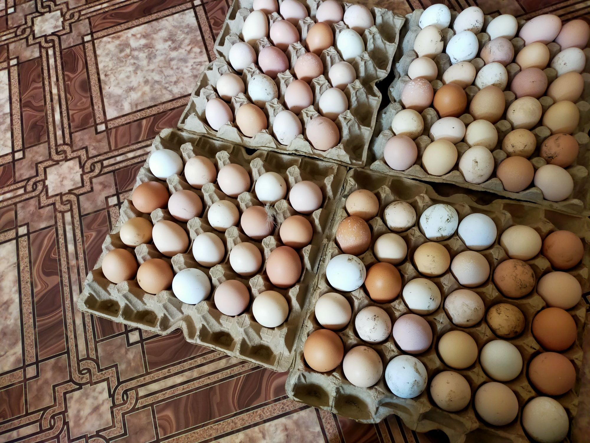Продам срочно яица