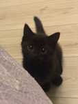 Котенок черный 4 месяца