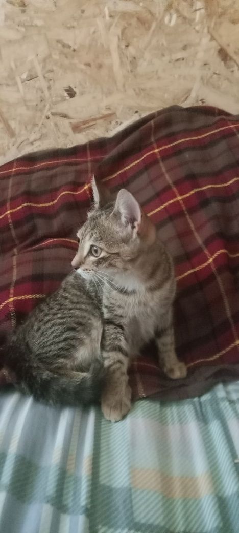 Отдам котёнка в добрые руки