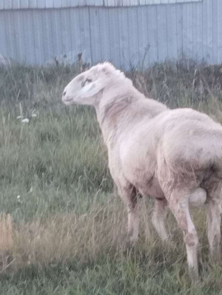Продам қошқара на племя
