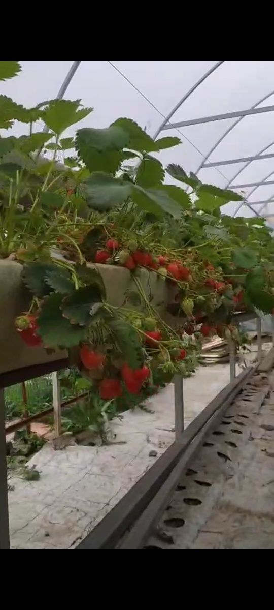 Продам дом с теплицей