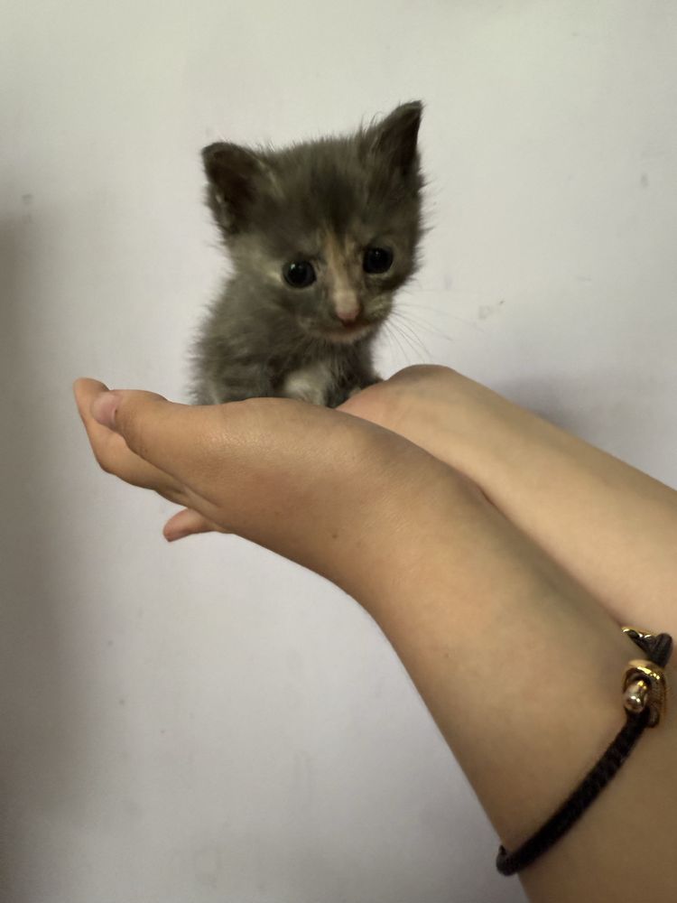 Отдам котят в хорошие руки