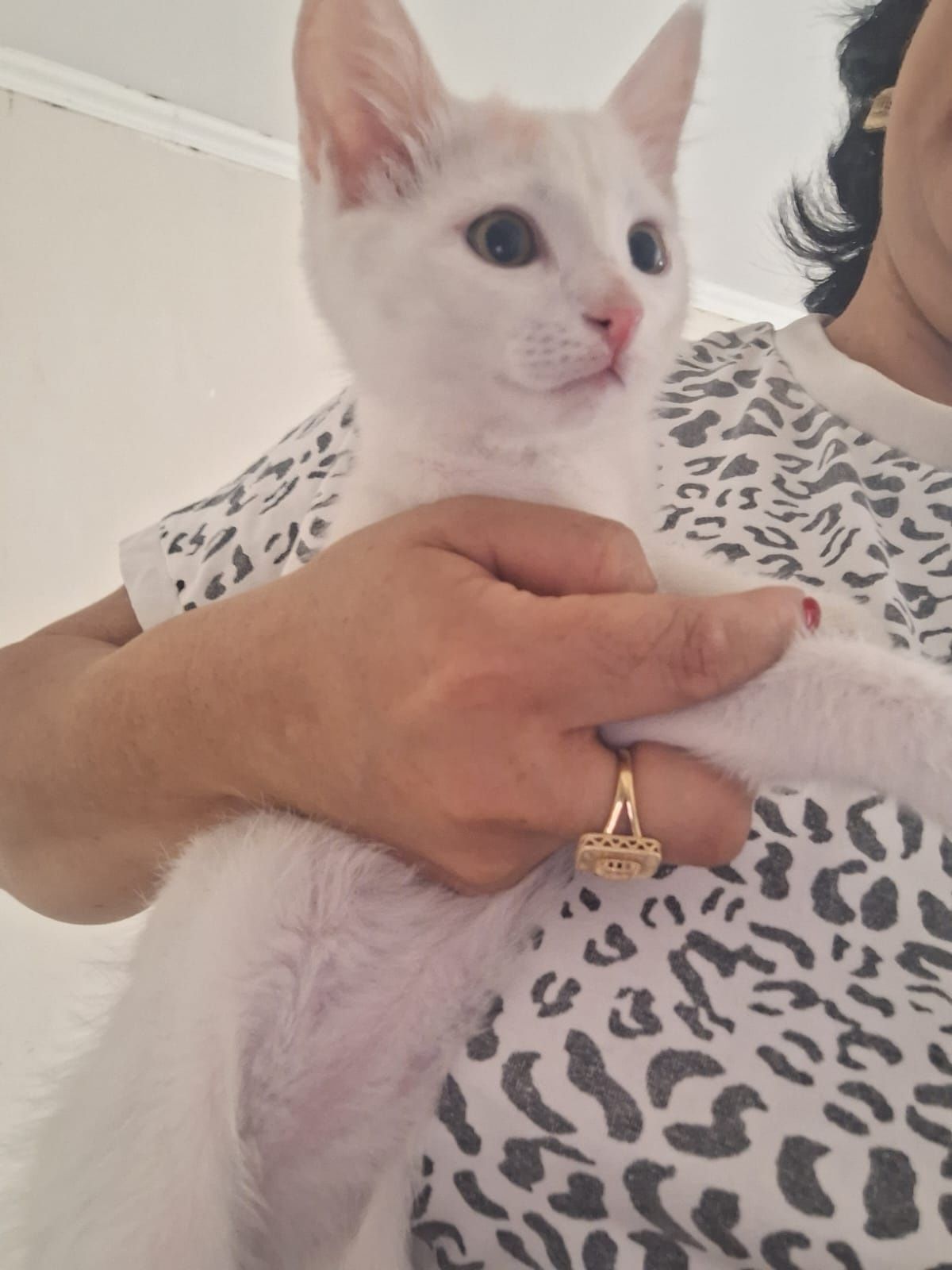 Котенок мальчик в добрые руки