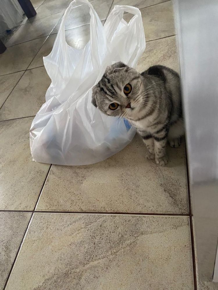 Вислоушка скотиш фолд