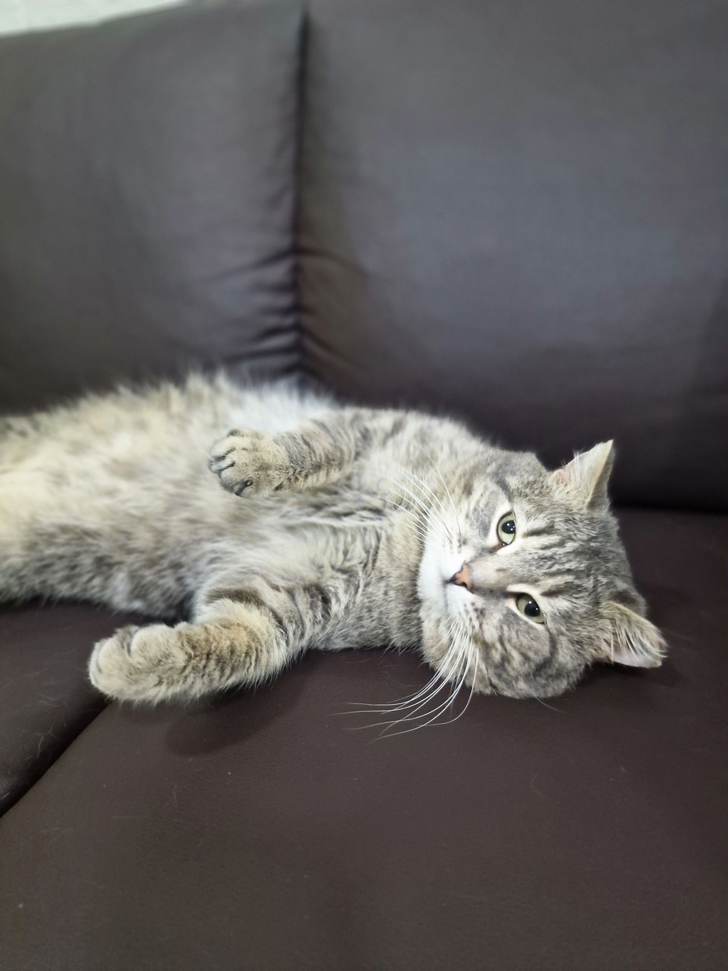 Котик Серёга ищет дом