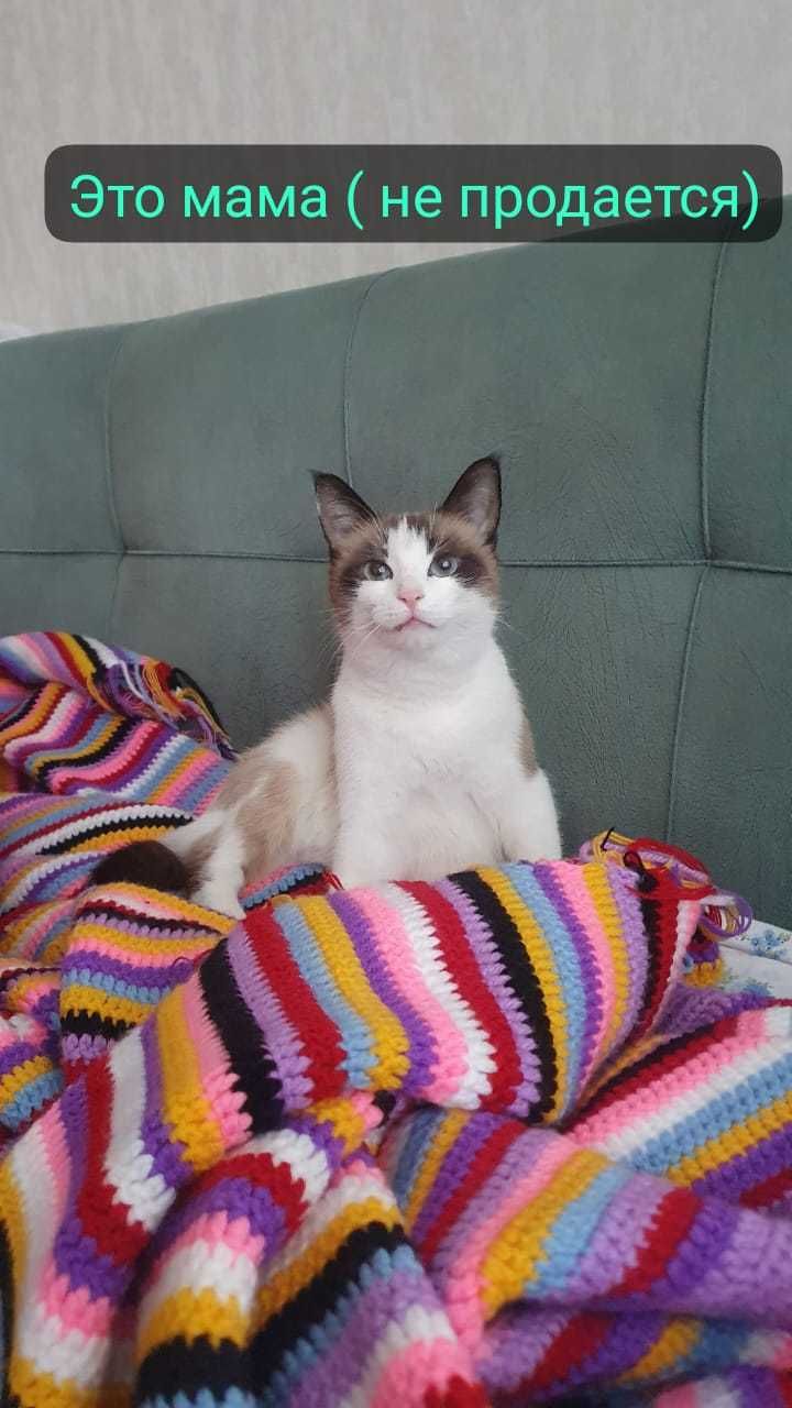 Котята ищут любящую семью