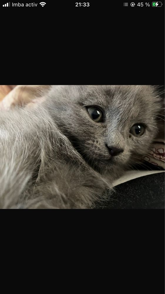 Котята 2 месяцев