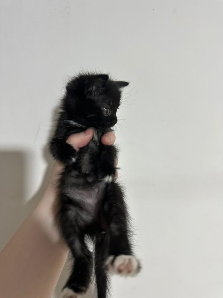 Отдам котят в хорошие руки