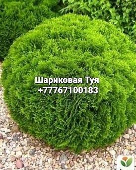 Саженцы яблони, персик ,красный щёчки, слива белая ,смородина красная
