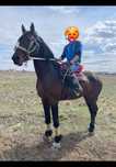 Орловский рысак жеребец