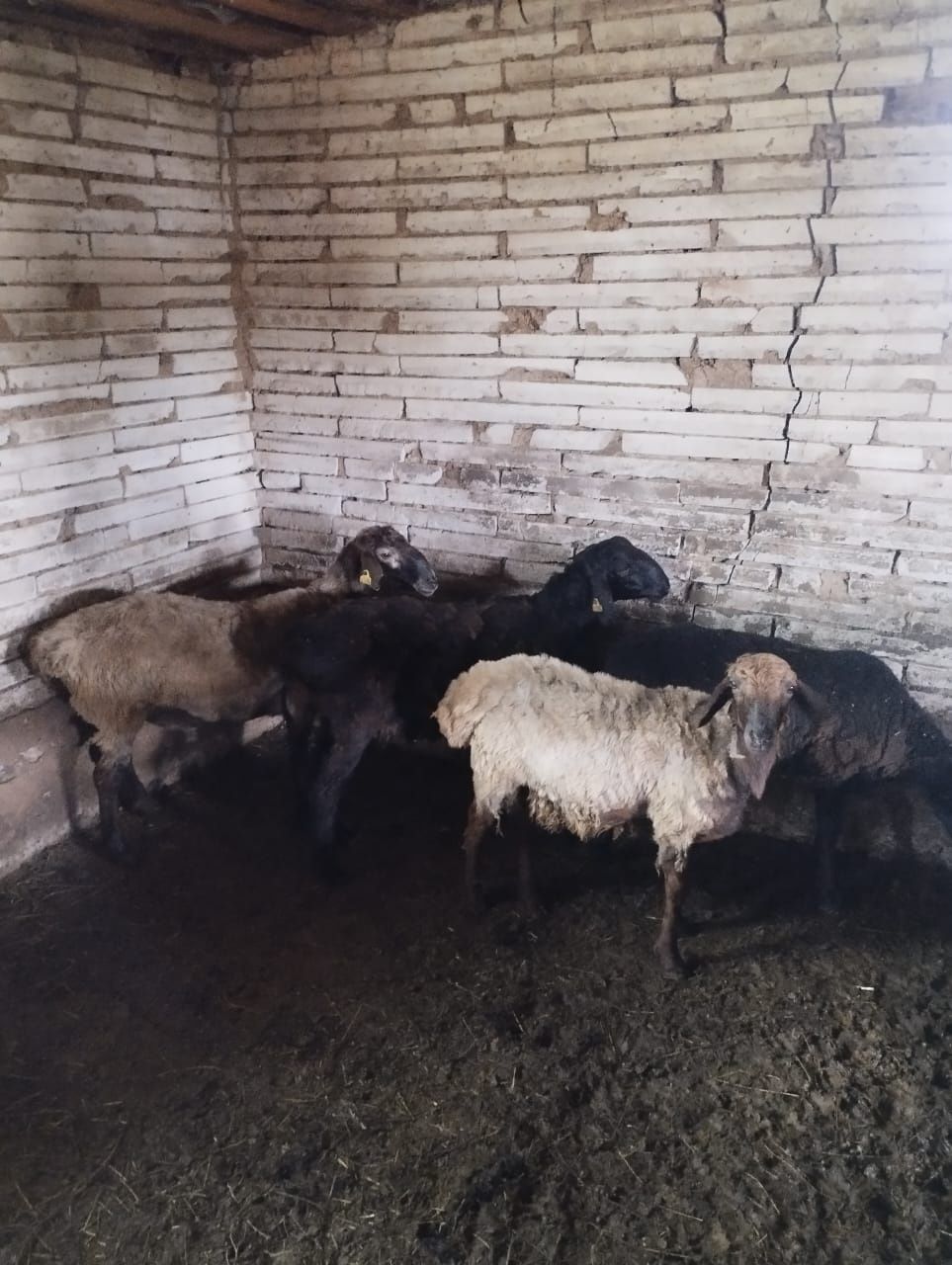 Қой сатылады талапкерде