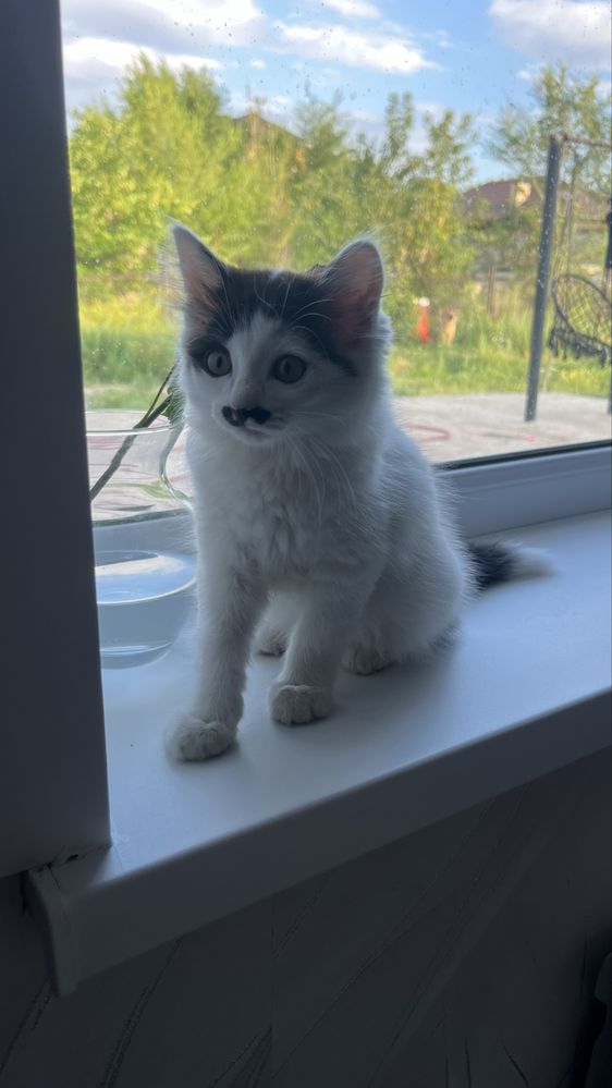Продам породистый котёнок