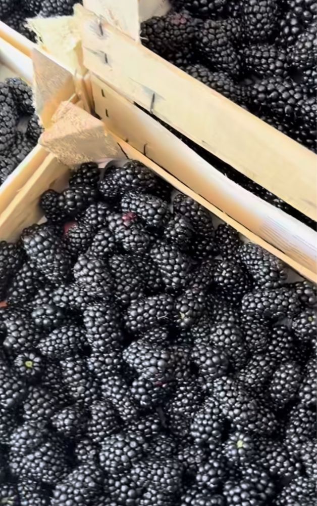 Малина,ежемалина,вишня,клубника на поля