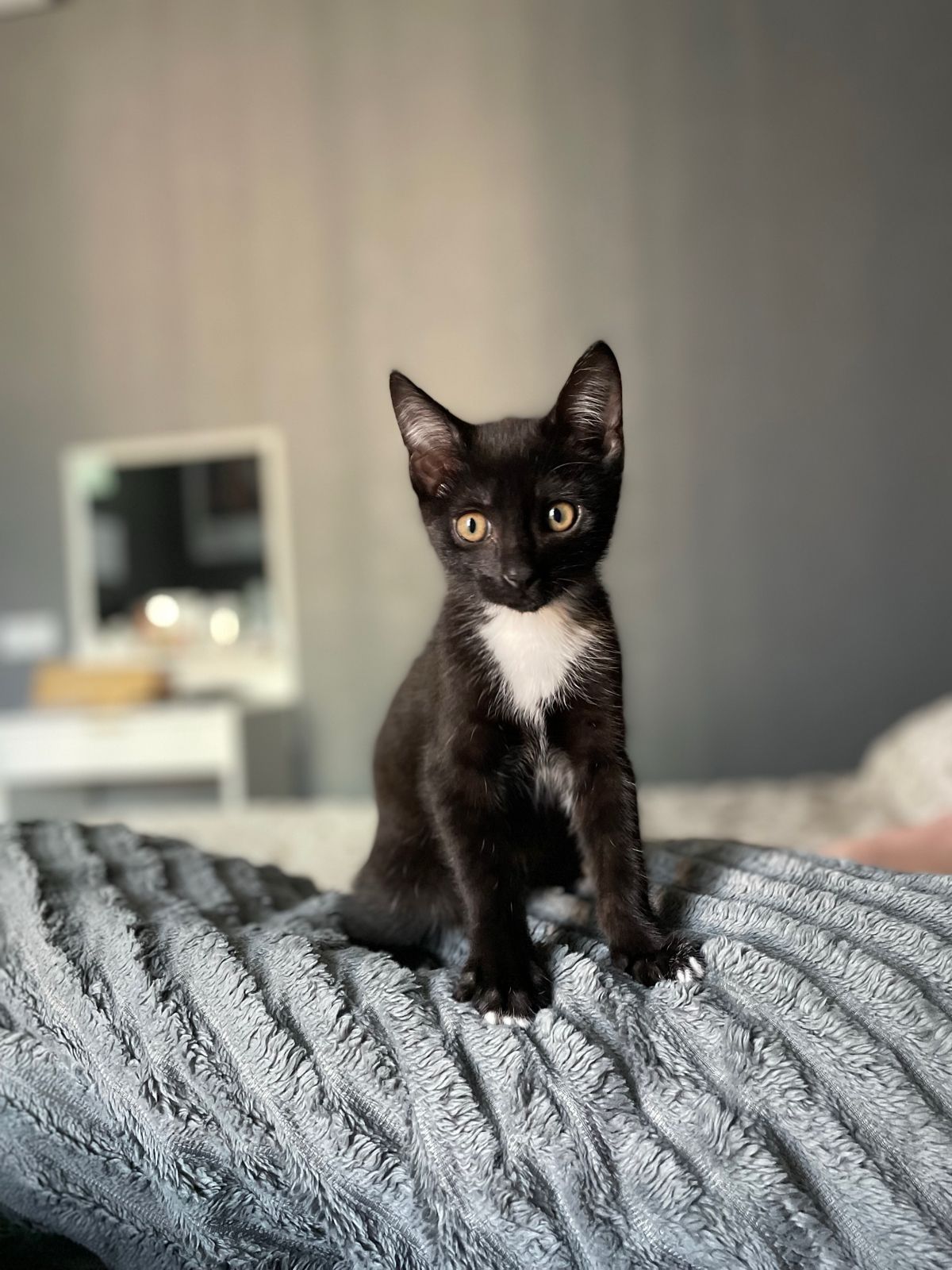 Котенок мальчик 3.5 м