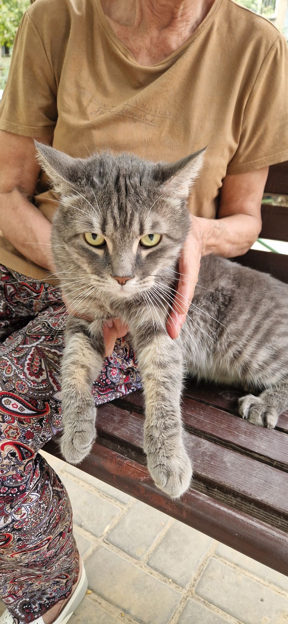 Красавец кот ищет дом