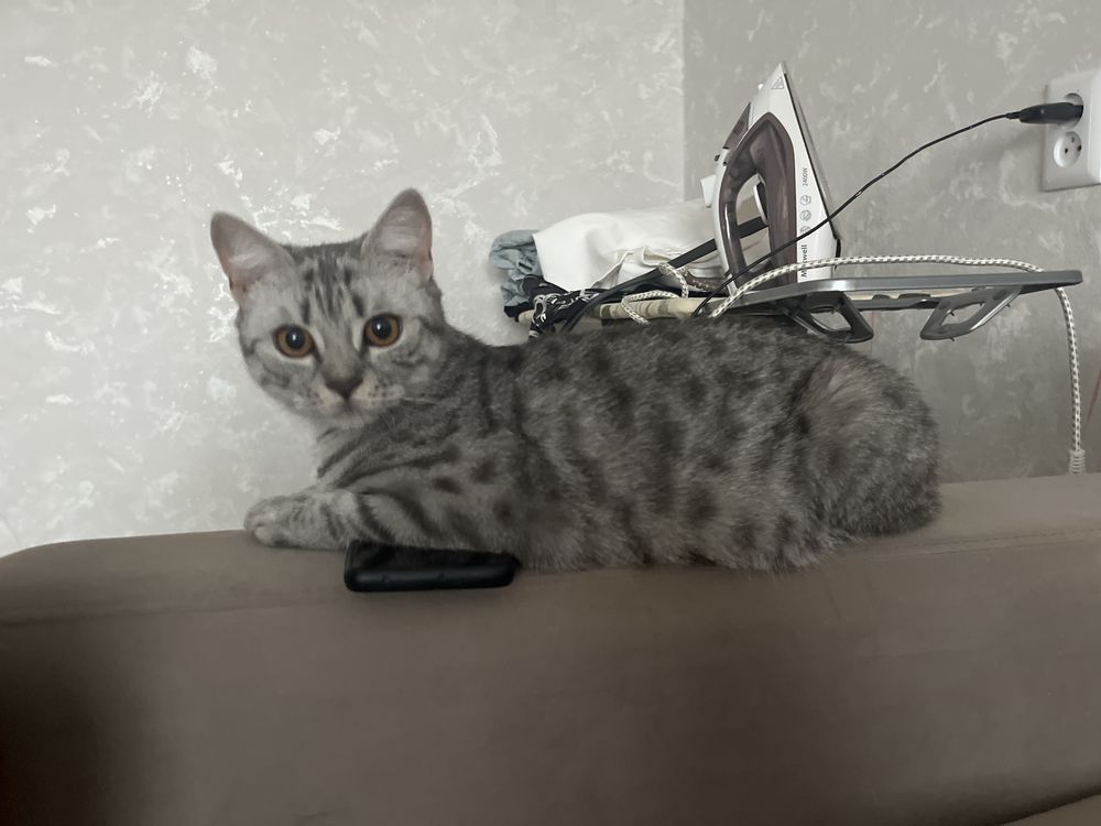 Отдам кошку в добрые руки