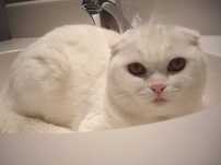 Вязка белый вислоухий кот
