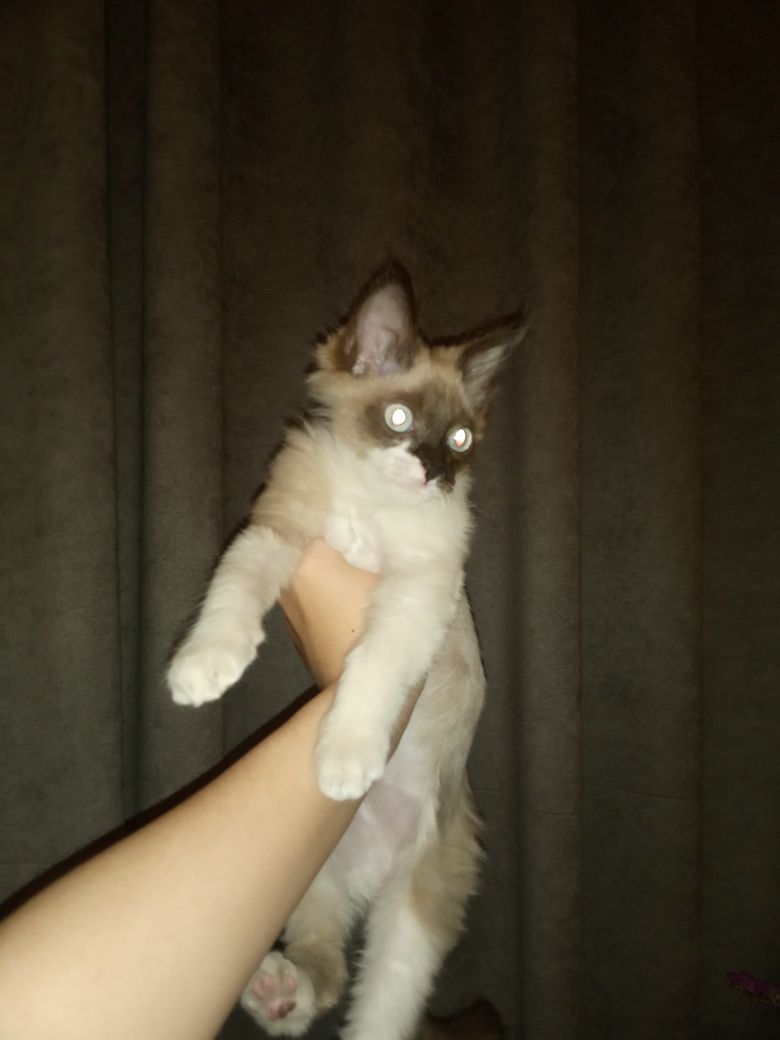 Отдам котенка в хорошие руки