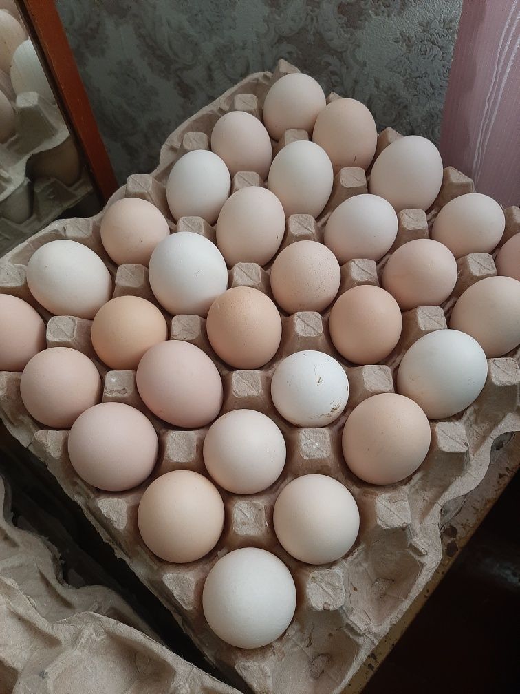 Яйцо куриное домашнее