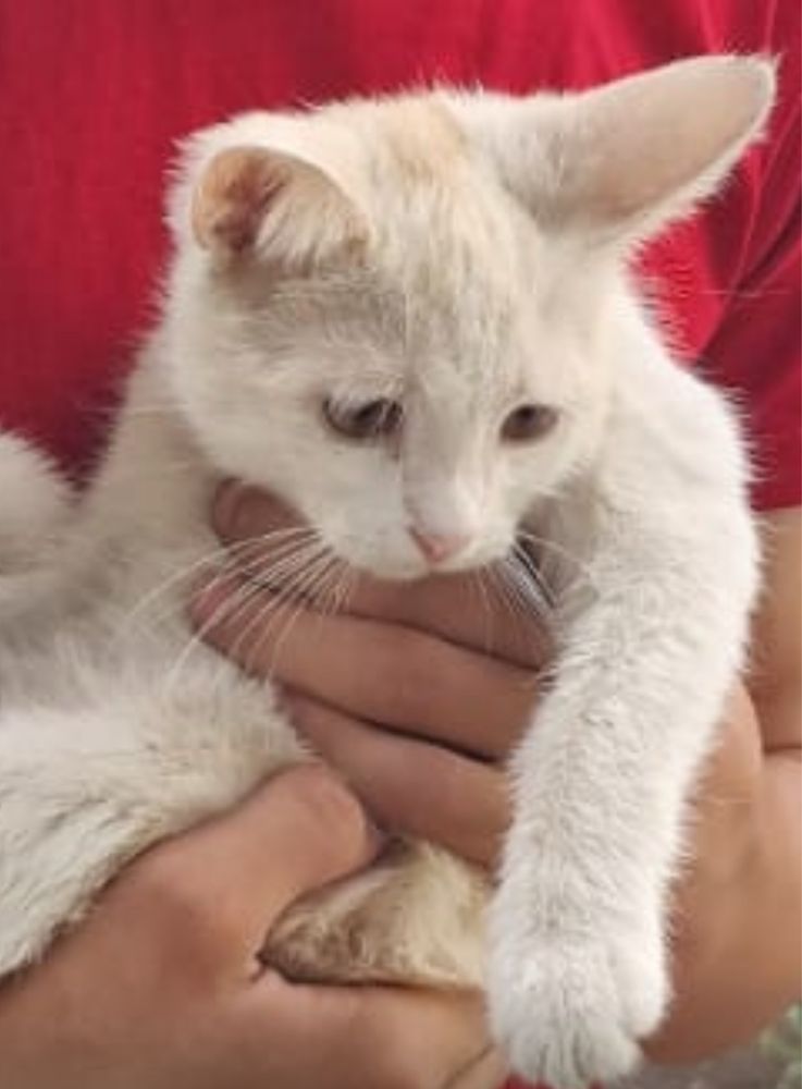 Котенок в добрые руки