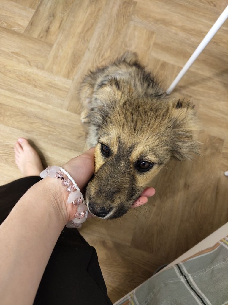ласковая собачка в добрые руки срочно в четверг уезжаю