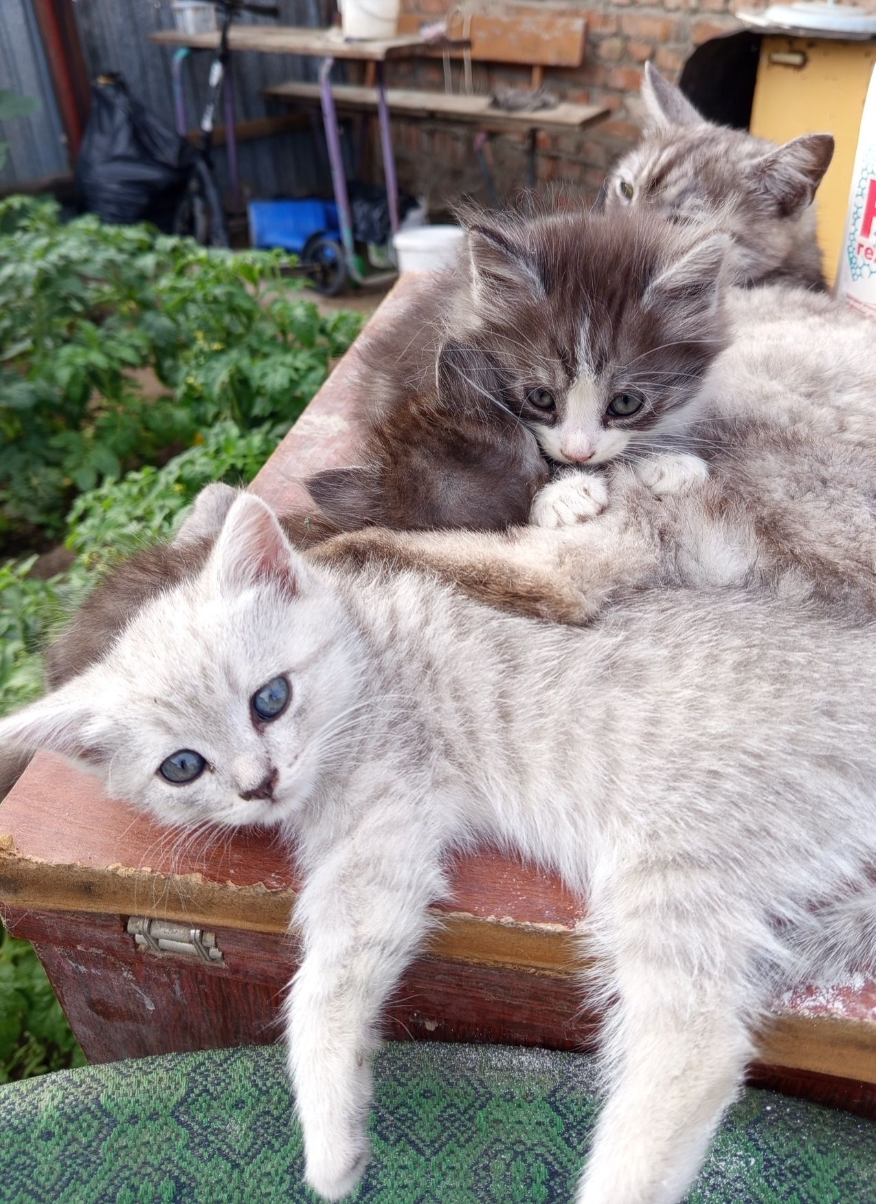 Котята в добрые руки