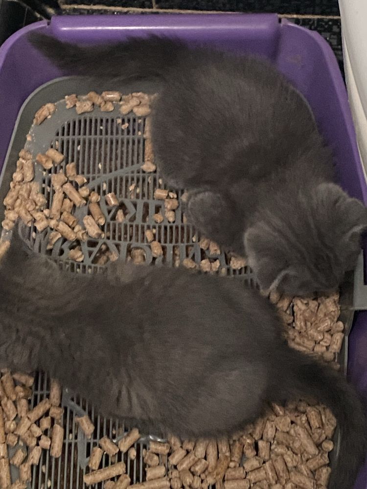Продаются породистые котята