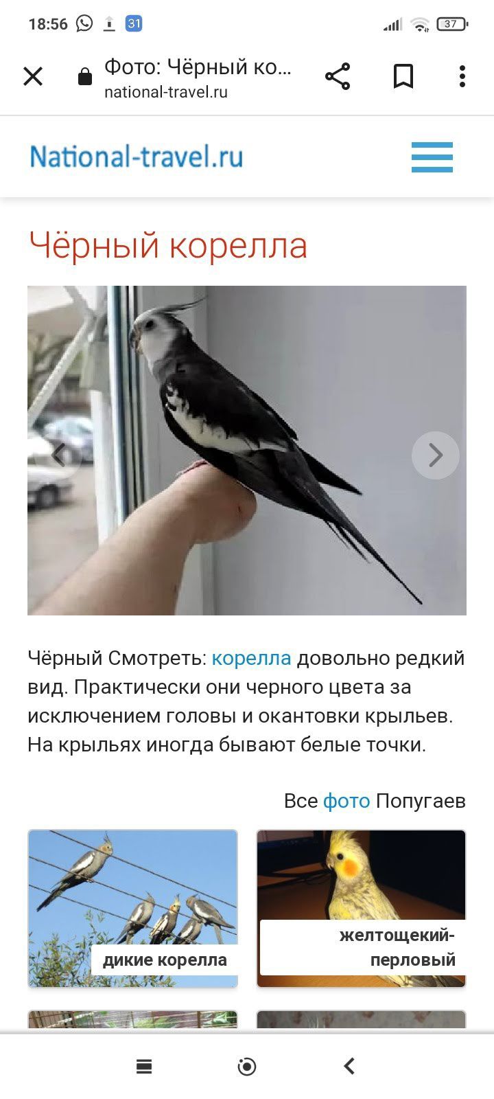Продам рабочую пару карел